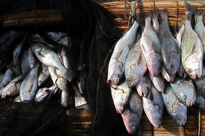 水産資源の管理向上で、2000万人分の食料調達が可能に カナダ研究