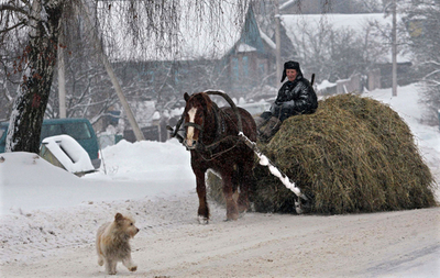 ベラルーシの冬支度、家畜用の干し草運び