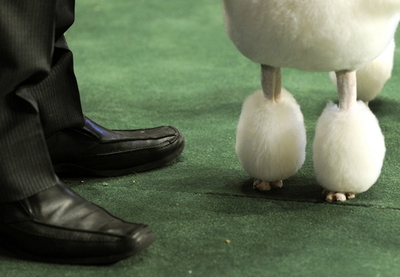 愛犬4匹を誘拐された豪男性、身代金は2500万円