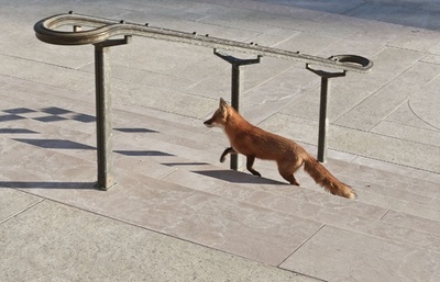 実は都会好き？米首都ワシントン中心部にキツネ現る