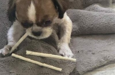 ネットで犬を預けた飼い主、まさかの失踪、アカウント削除の衝撃…韓国「無責任すぎる」の声