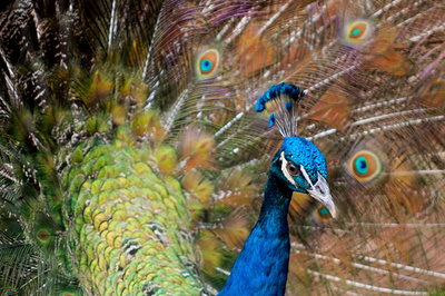 目のさめるような青、美しい雄クジャク 南米コロンビア