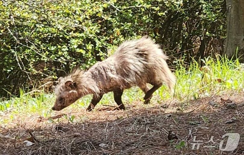 毛が抜け落ちたタヌキ＝地域住民コミュニティ提供(c)news1