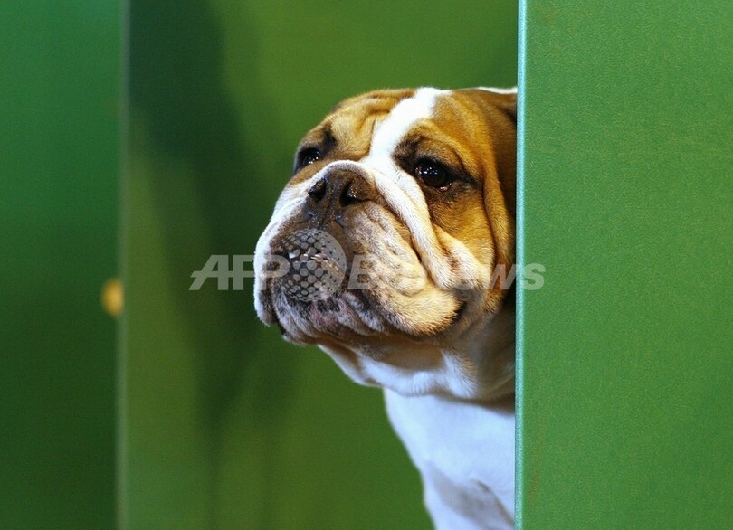 血統書付きの犬 繁殖方法に変更必要 英調査 写真1枚 国際ニュース Afpbb News