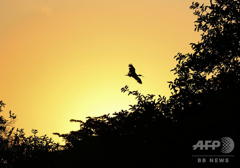 モモンガ密猟団摘発 米フロリダ州で7人逮捕 1億円相当 写真1枚 国際ニュース Afpbb News