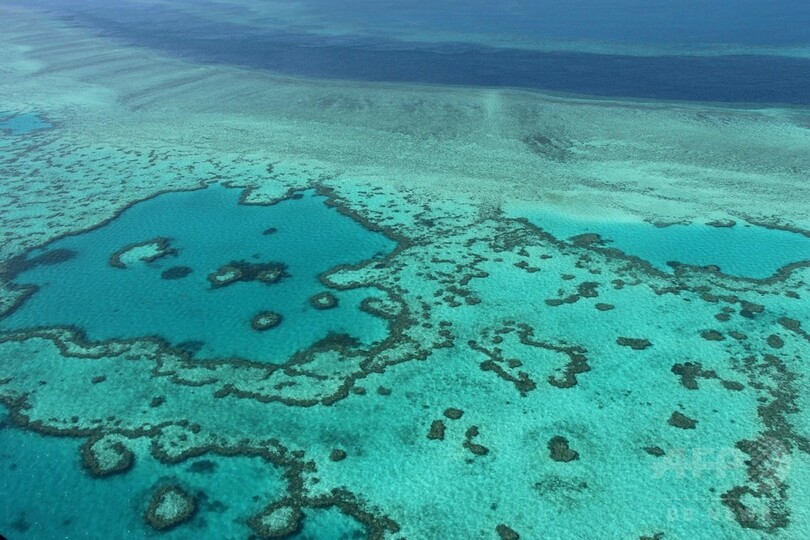 豪グレートバリアリーフの白化、想定より深刻 専門家が警告