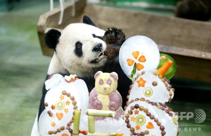 パンダ夫婦15歳 子づくり 願う誕生日ケーキ 台北動物園 写真5枚 国際ニュース Afpbb News