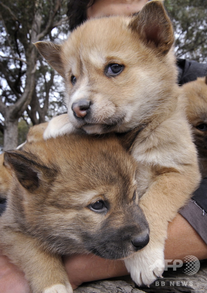 オーストラリア固有の動物 ディンゴ 写真11枚 国際ニュース Afpbb News