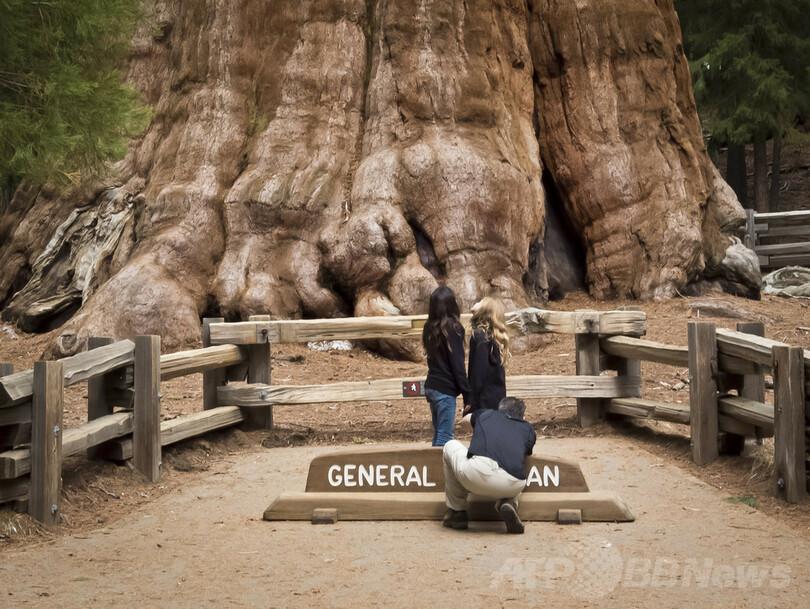 神々しさ宿る巨木たち、米セコイア国立公園