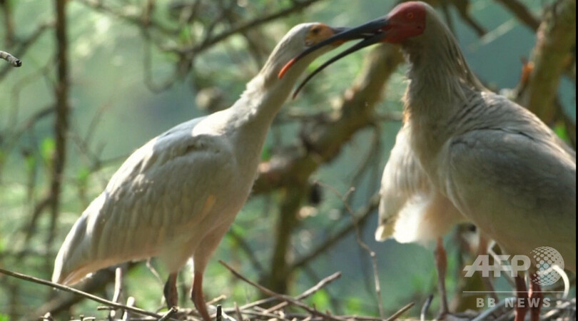 秦嶺国家植物園、トキ20羽を放鳥 中国・陝西省