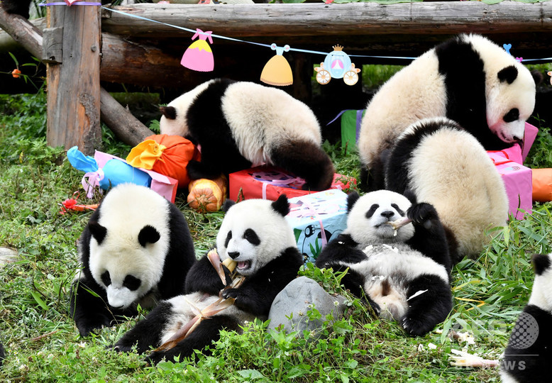 かわいさ18倍 昨年生まれた子パンダ18頭の誕生日パーティー 写真15枚 国際ニュース Afpbb News