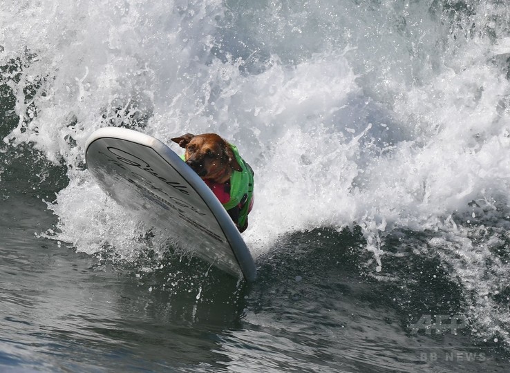 波乗り犬 の熱い闘い 米カリフォルニアで犬のサーフィン大会 写真枚 国際ニュース Afpbb News