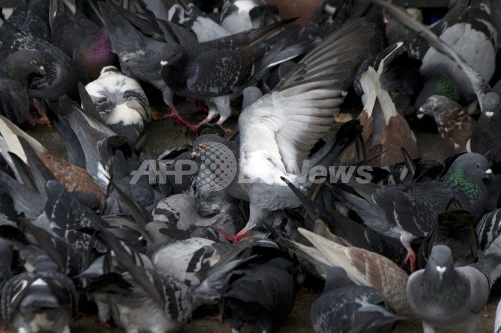 中国でまた鳥インフル死者、1か月に2人目 中国でまた鳥インフル死者、1か月に2人目