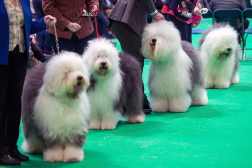 英原産シープドッグが絶滅の危機 愛犬団体発表 写真2枚 国際ニュース