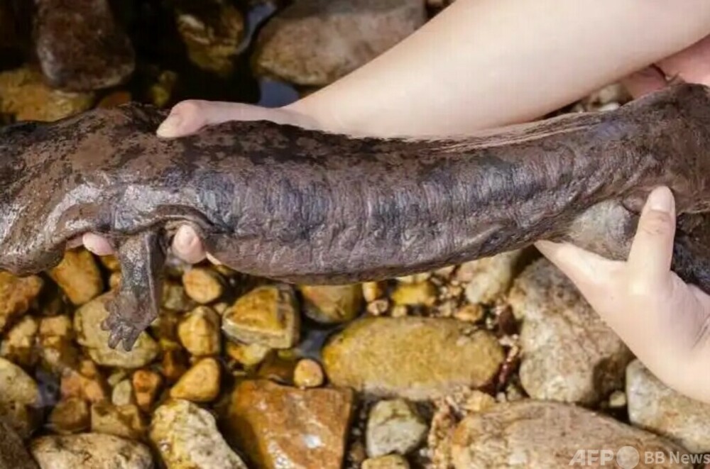 中国安徽省で野生のオオサンショウウオの新種を発見 写真1枚 国際