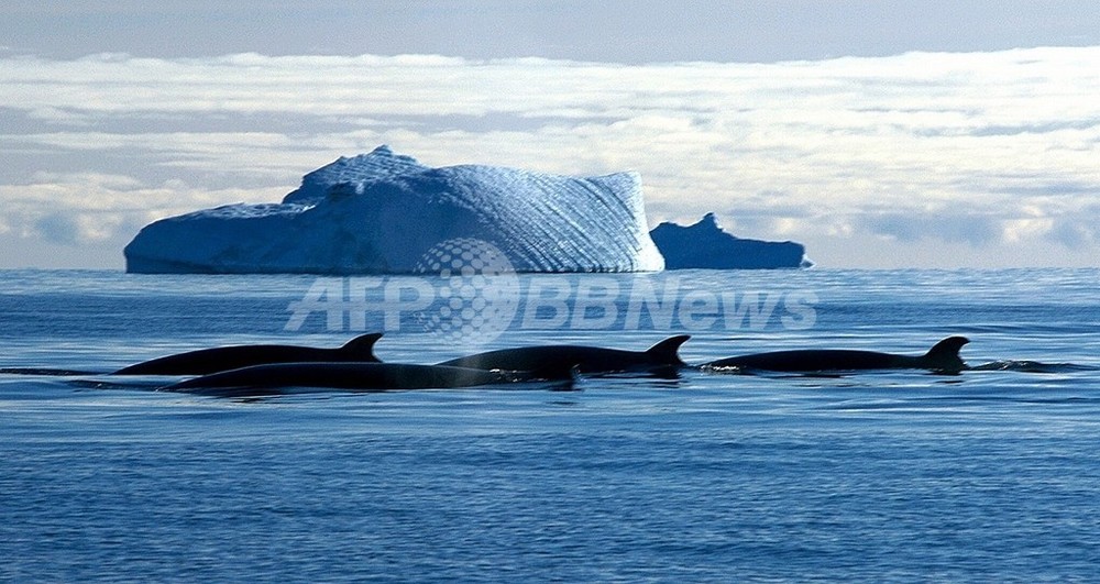 クジラの個体数は回復していない 専門家らが指摘 写真1枚 国際ニュース Afpbb News