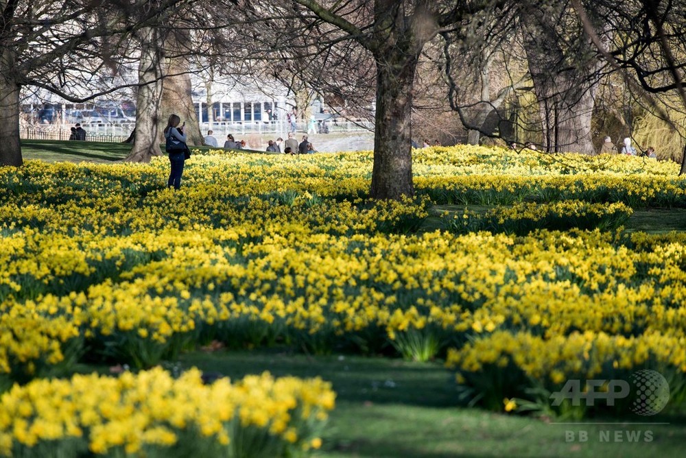 ロンドンに春の気配 広がる花畑 写真8枚 国際ニュース Afpbb News