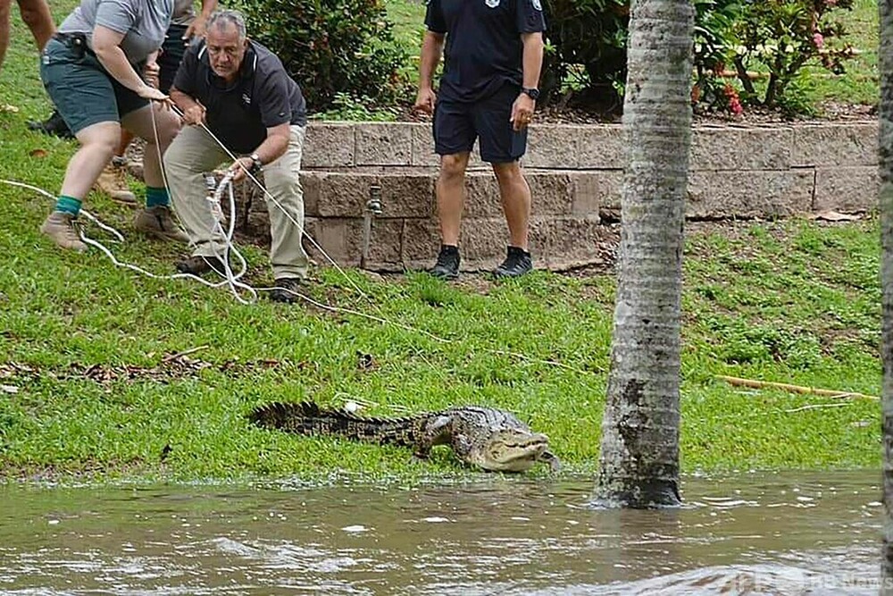 洪水で市街地に流されたワニ捕獲 豪北東部 写真3枚 国際ニュース