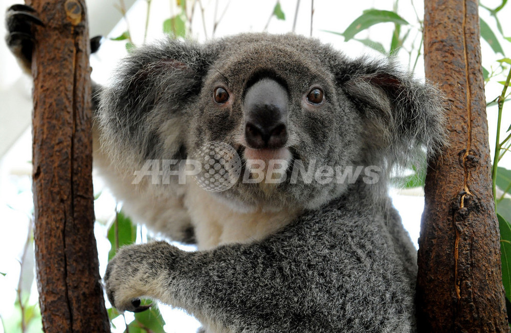 コアラ激減、「危急種」指定を政府に要請 オーストラリア 写真2枚 国際