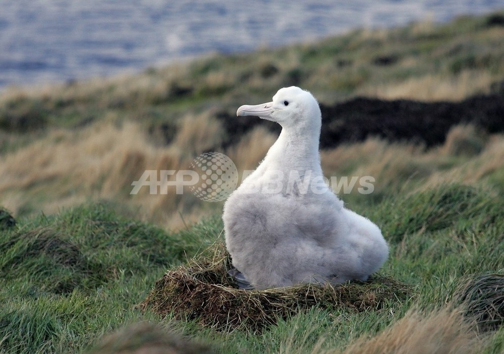 60歳超 北米最高齢のアホウドリ母さん ただいま子育て真っ最中 写真1枚 国際ニュース Afpbb News