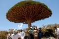 2008年3月27日、イエメンのソコトラ（Socotra）島で生育するリュウケツジュ（Dragon Blood tree）の周囲に集まるイエメンと外国からおとずれた観光客。(c)AFP/KHALED FAZAA