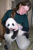 シェーンブルン動物園（Schoenbrunn Zoo）で飼育員に抱えられる「フーフー（Fu Hu）」（2010年11月2日撮影）。(c)AFP
