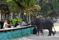 タイのプーケット（Phuket）島で旅行者とじゃれ合う3歳のゾウ「リリー（Lilly）」。プーケットでは2004年、スマトラ島沖地震で津波の被害を受けた際、ゾウが調教師と一緒に救助活動などに従事した（2009年7月20日撮影）。(c)AFP/ROMEO GACAD