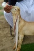 パキスタン南部カラチで、ミルクを飲む子ヤギのシンバ（2022年7月6日撮影）。(c)Asif HASSAN / AFP