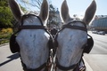 オーストリアの首都ウィーンにあるインターコンチネンタル・ホテル前で待機する馬車（2020年4月8日撮影）。(c)ALEX HALADA / AFP
