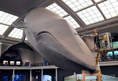 クジラの巨大模型、清掃は手作業 米自然史博物館 写真8枚 国際 クジラの巨大模型、清掃は手作業 米自然史博物館 写真8枚 国際