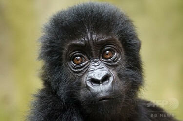 野生ゴリラが「壊滅的減少」 紛争状態続くコンゴ 研究 写真1枚 国際