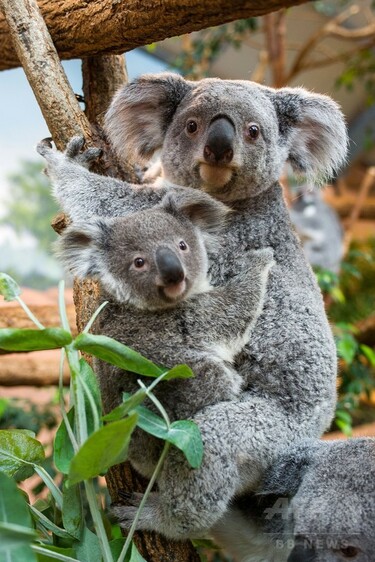 仏動物園の赤ちゃんコアラ、お母さんの袋から出て成長中 写真12枚 国際