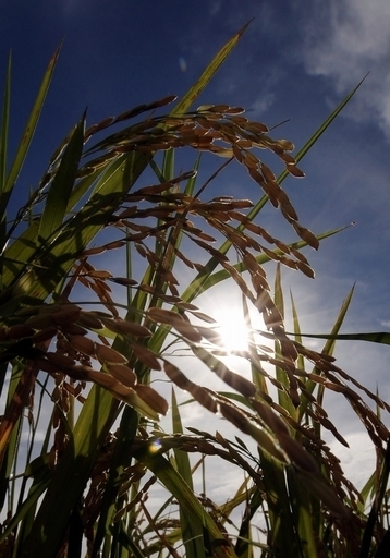 稲の成長を5倍速めるスーパー菌を発見、スイス・ローザンヌ大