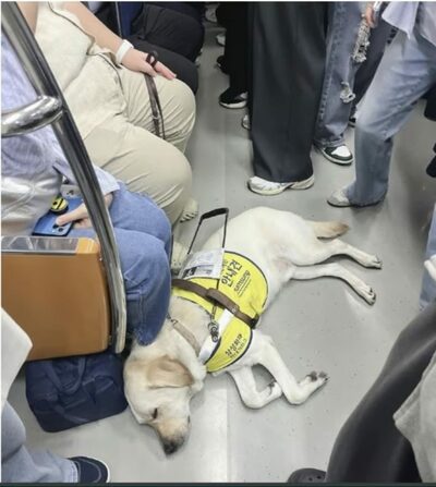使命を果たし、ぐっすり…韓国・地下鉄で眠る盲導犬、周囲の温かい配慮、広がる共感