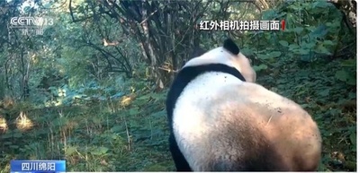 求愛サインを送る野生のジャイアントパンダの撮影に成功