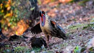 【写真特集】鳥類の国宝ジュケイ、華やかに求愛