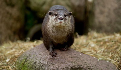 気合十分？身体測定に臨むコツメカワウソ