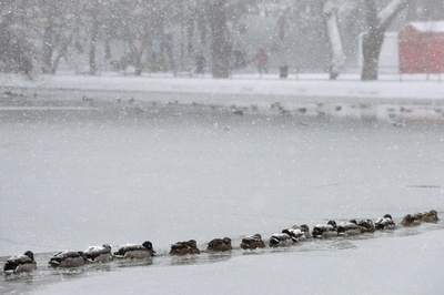 大雪でもビシッと整列、ルーマニアのアヒルたち