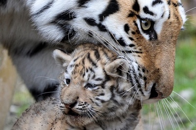 トラの違法取引、毎週2頭が犠牲に 飼育個体の割合増加 報告書