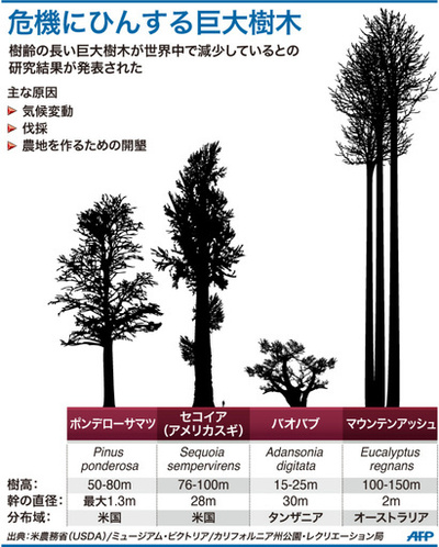 死にゆく世界の巨大樹木、野生生物の「揺りかご」に危機 豪米研究
