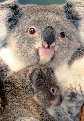 フランス初のコアラの赤ちゃん、生後8か月に