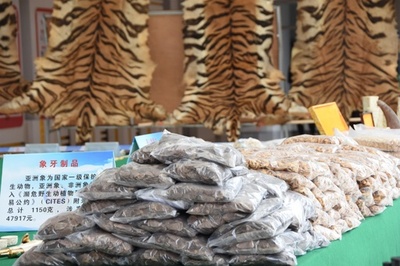 絶滅危惧動物など違法取引事件の押収品4億円超 広西公安局が公開