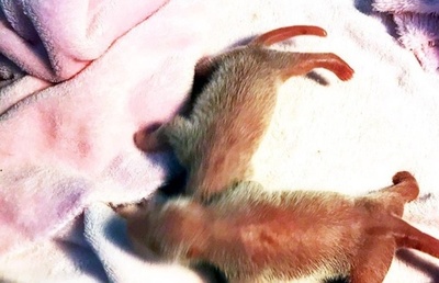 パンダの双子生まれる、成都