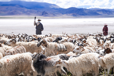 チベット千年の「塩羊古道」、観光資源として新たな活力