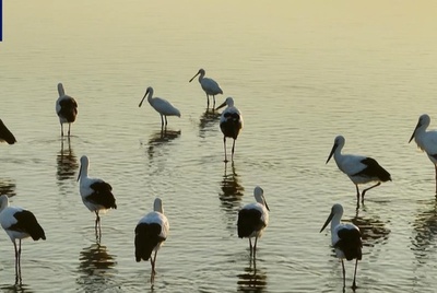 「鳥界の国宝」が国家湿地公園で越冬 中国・江蘇省
