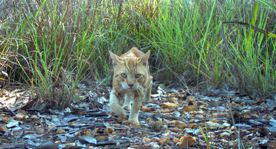 ネコなどから在来生物を守れ、世界最長の柵を設置 豪