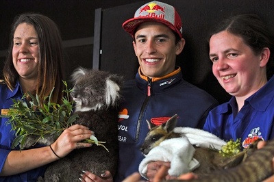 コアラに蛇、乳搾りまで 豪GP前に動物とたわむれるMotoライダー