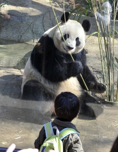 上野動物園でパンダの赤ちゃん誕生、24年ぶり