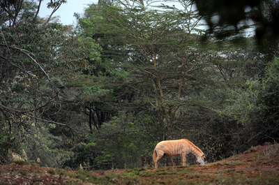 哺乳類の半分の種で個体数が減少、レッドリスト08年版