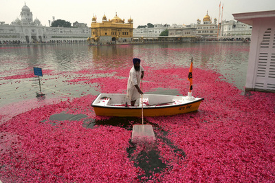 【今日の1枚】湖にバラの花びら浮かべて、インドの黄金寺院
